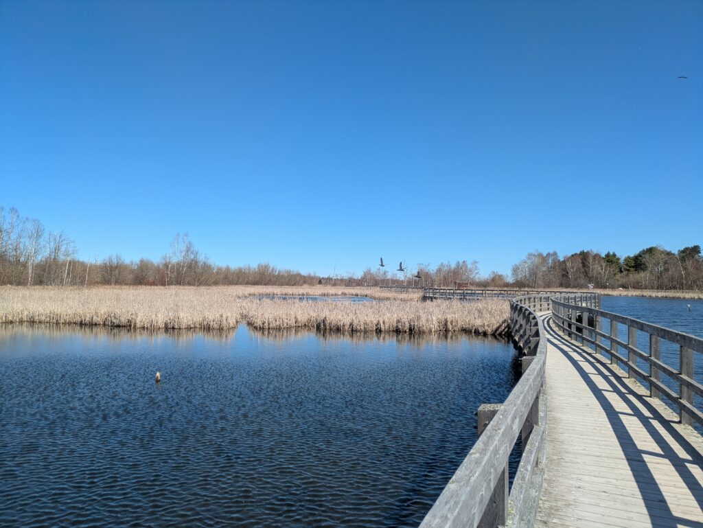 a wooden boardwalk across some wetlands with blue skies