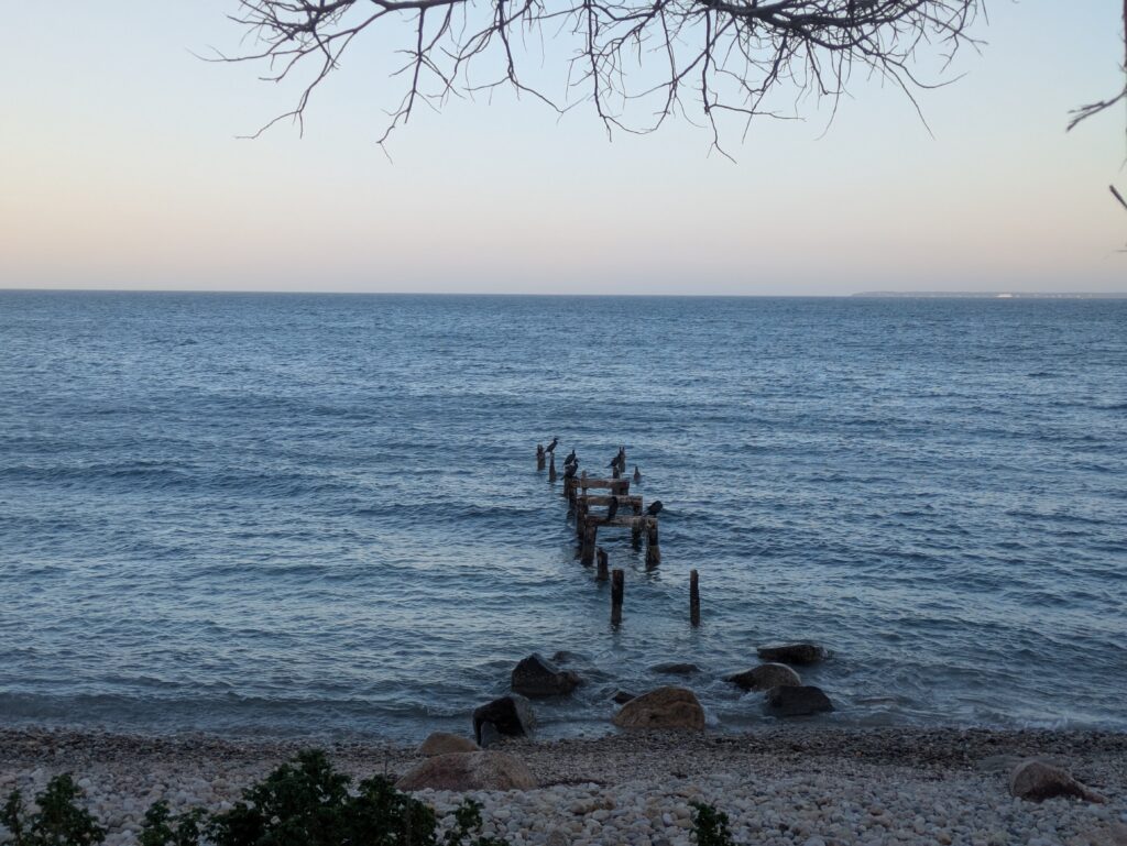 birds standing on wooden posts in the sea